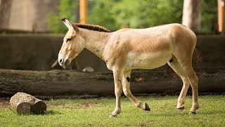 Animal Spotlight Persian Onagers [upl. by Gonagle]