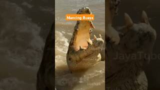 Crocodile fishing  Mancing buaya animal crocodile fishing shorts fyp viral [upl. by Jemma]