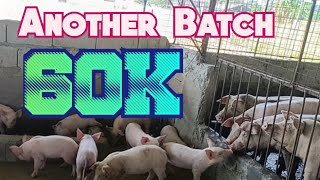 Another Batch ng Bagong Piglets by Sulit Mix Tv [upl. by Nilats]