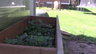 Potting up Rhododendrons at Kincaids Nursery Part 2 Using a Nearing Frame for Propagation [upl. by Atinhoj657]