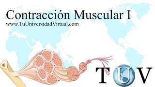 Parte 1 Contraccion Muscular Fisiologia Como Funciona Actina y Miosina [upl. by Ikcaj285]