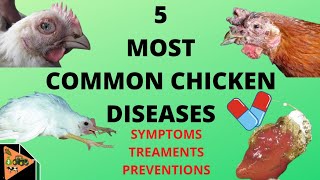 HOW TO PREVENT AND TREAT THE 5 MOST COMMON CHICKEN DISEASES newcastle fowl pox mareks coccidia [upl. by Seidnac697]