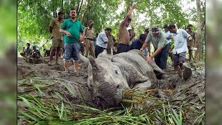 Rhino killed by poachers in Kaziranga National Park [upl. by Charmion]