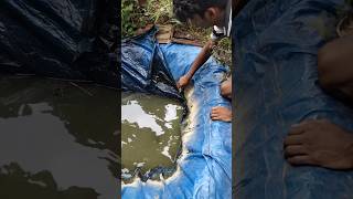 Alligator 🐊gar nda tank😢 കീറിച്ചു shots alligatorgar fish fishing fishtank [upl. by Rambort760]