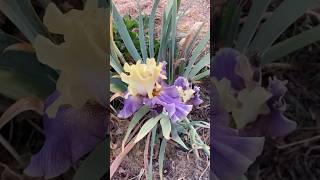 Reblooming Iris 2 [upl. by Ramses]