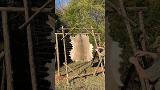 Rawhide in the making novembersouth braintan primitiveskills bushcraft rawhide whitetaildeer [upl. by Orthman509]