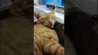 Cat in sleeping funny viralvideo funny comedy shorts short cat catlover subscribe support [upl. by Cohby]