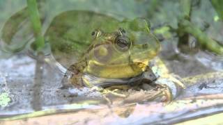 Green frogs  Lithobates clamitans HD [upl. by Egroj]