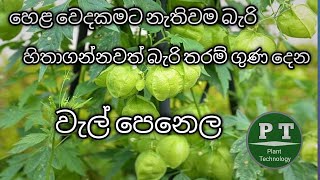 Medicinal value of balloon vine plant  Plant Technology [upl. by Anitserp443]