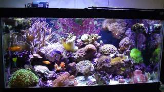 50 gallon reef tank [upl. by Icat]