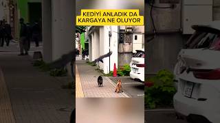 Kedi karga birleşmiş tilkiye dalıyorlar [upl. by Abram]