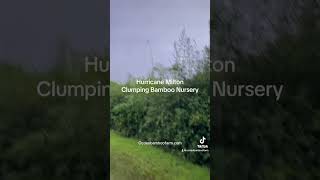 Ocoee Bamboo Nursery meets Hurricane Milton [upl. by Wilscam708]