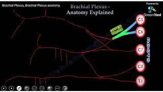 Quick drawing of the Brachial Plexus [upl. by Ynatsyd]