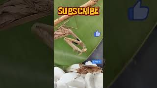 The praying mantis in action  Mantis hunts wasp and cricket [upl. by Eyanaj663]