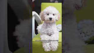 Bichon Frise The Ultimate Breed Guide In 60 Seconds [upl. by Nodnrb]