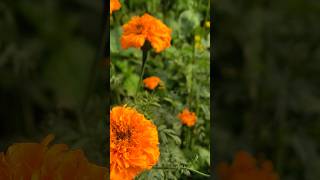 घर आँगन के पीले गेंदा और हरे पौधों का संगम 🌼 🌼🏡🏠home flowers merimaisong subscribe green maa [upl. by Adnov691]