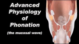 Advanced Physiology of Human Voice Production  The Vocal Fold Mucosal Wave [upl. by Willtrude372]