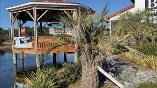 Bethany Beach Delaware Hardy Palm Trees December 2022 [upl. by Aleyam]