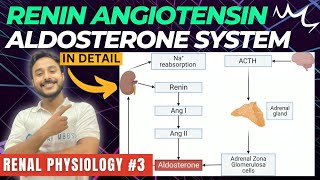 renin angiotensin aldosterone system renal physiology  renin pathway physiology  RAAS physiology [upl. by Oirad374]