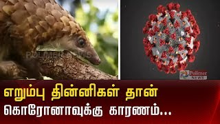 எறும்பு தின்னிகள் தான் கொரோனாவுக்கு காரணம் விஞ்ஞானிகள் கணிப்பு  Corona  Tamil News [upl. by Woolley]