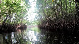 Cherating Mangrove River Tour Kuantan Malaysia [upl. by Coady879]