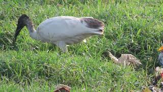 Blackheaded Ibis 12 11 24 S Knld Rd b 6 [upl. by Witty]