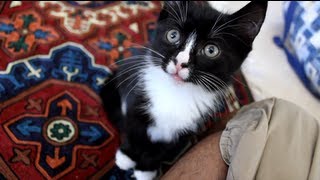 Tuxedo Kitten Meowing Cute [upl. by Lurlene]