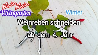 Weinrebe zurück schneiden ab 4 Jahr Rückschnitt Weinrebe im Winter  Herbst Trauben Video 2 [upl. by Durward689]