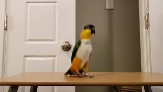 Izzy the Caique hopping and jumping around to exercise [upl. by Regor]