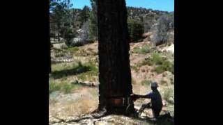 Falling a tree using hydraulic jacks [upl. by Tooley411]