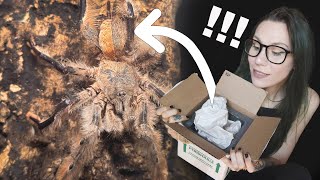 Tarantula with RARE MUTATION is BOTH MALE amp FEMALE UNBOXING  Gynandromorphism [upl. by Coffin]