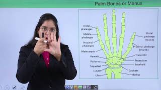 Class10th – Bones of Arm  Locomotion and Movement  Tutorials Point [upl. by Cosetta62]