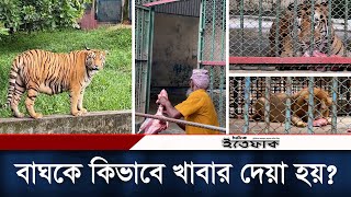 চিড়িয়াখানায় বাঘসিংহকে যেভাবে খাবার দেয়া হয়  Feeding Lion amp Tiger  Bangladesh National Zoo [upl. by Abshier874]