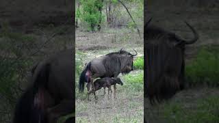 Newborn Wildebeest Takes First Steps [upl. by Ilyse]