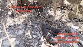 encontré una pareja de víboras de cascabel colá negra serpiente culebra snake [upl. by Nylirak]