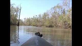 Ivorybilled Woodpecker Drifting through the 2006 Hot Zone [upl. by Ardnassac591]