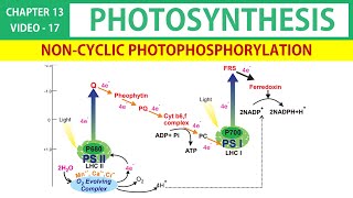 Photosynthesis in Tamil 17  Non Cyclic Photophosphorylation Tamil  Class 11 Botany State Board [upl. by Sigrid]