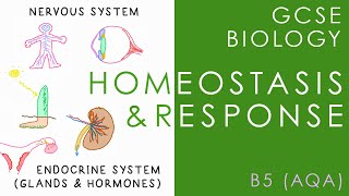 HOMEOSTASIS amp RESPONSE  GCSE Biology AQA Topic B5 [upl. by Acacia414]