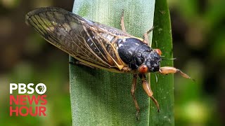 WATCH Brood X cicadas are emerging Heres what the 2004 and 1987 events were like [upl. by Eliza]