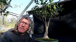 Pruning My Ficus microcarpa Plain The Bonsai Zone Nov 2024 [upl. by Notnirt]