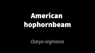 Ostrya virginiana  American hophornbeam [upl. by Algie869]