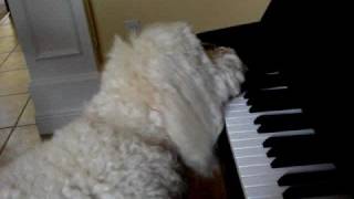 Dog Plays Piano  Elton Dog [upl. by Blim]