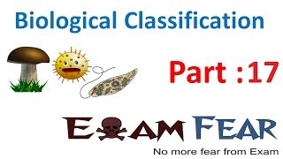 Biology Biological Classification part 17 Fungi types Phycomycetes Ascomycetes CBSE class 11 XI [upl. by Klayman736]