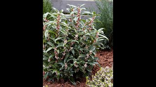 Sarcococca Gem and Dragon Gate [upl. by Ellett]