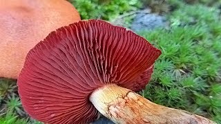 Cortinarius semisanguineus  POLUKRVNA KOPRENKA [upl. by Annoeik494]