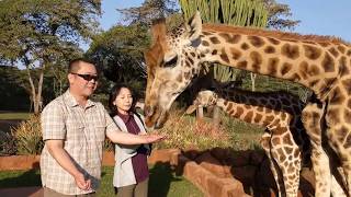 Nairobi Kenya  Giraffe Manor  afternoon with the Giraffes 2018 Jan 20 [upl. by Medrek]