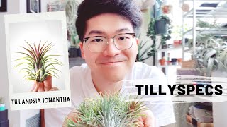 TillySpecs Ep 1  Tillandsia ionantha  Daves Air Plant Corner [upl. by Ennaitsirhc]