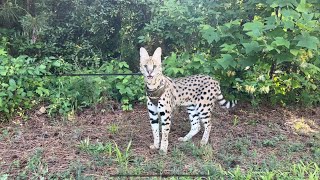 Wild Feral Serval Cat on a Leash [upl. by Gladine758]