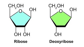 Ribose and Deoxyribose  Structure  How to draw the ring structure of ribose and Deoxyribose [upl. by Lenore]