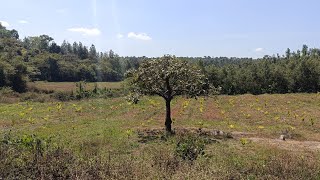 10 Acres of Farm Land with house sale in Sakleshpur [upl. by Orling301]